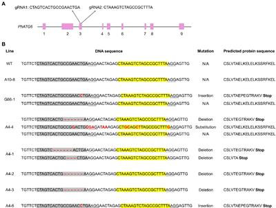 CRISPR/Cas9-Mediated Editing of Autophagy Gene 6 in Petunia Decreases Flower Longevity, Seed Yield, and Phosphorus Remobilization by Accelerating Ethylene Production and Senescence-Related Gene Expression